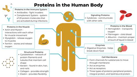 Why is protein folding important in Biology? [Detailed Guide] - Daily ...