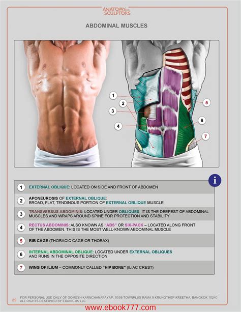 Abs Muscle Anatomy