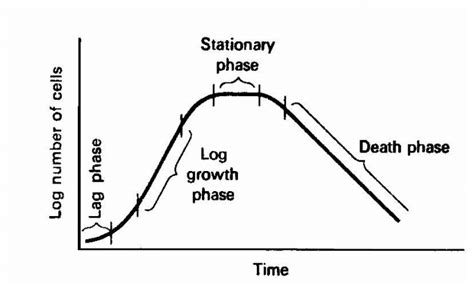 Typical Growth of curve i).The Lag Phase The lag phase represents the... | Download Scientific ...