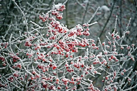 Free Images : tree, branch, snow, cold, leaf, flower, frost, ripe, bush, ice, weather, flora ...
