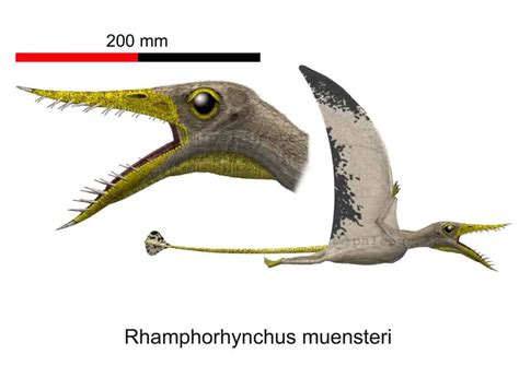 Rhamphorhynchus | Dinosaurs - Pictures and Facts