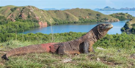 10 Most Iconic Animals Of Indonesia - WorldAtlas