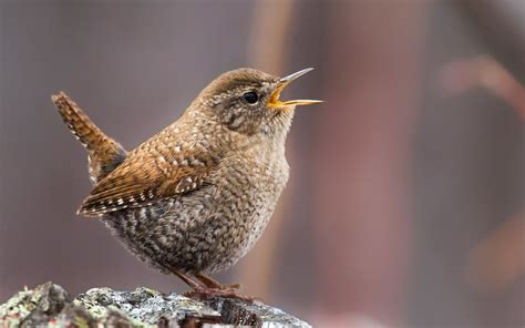 Winter Wren in Summer | Hawk Mountain Sanctuary: Learn Visit Join