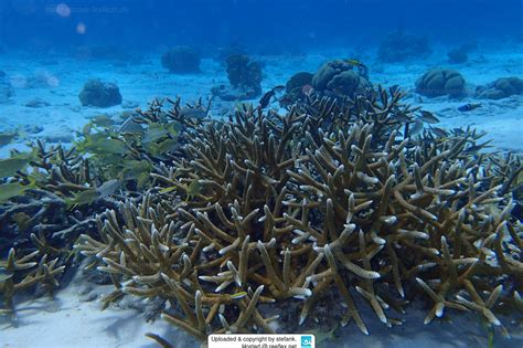 Acropora cervicornis Staghorn Coral