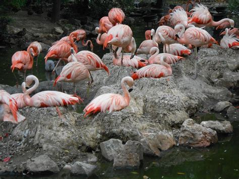 Flamingo Bird Zoo Denver - Free photo on Pixabay - Pixabay