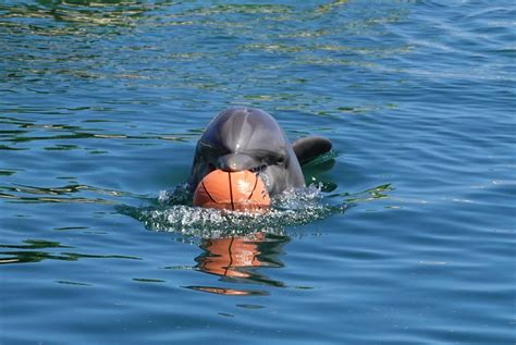 Sea Life Park Hawaii – TripHock