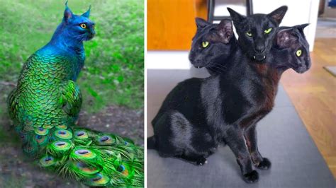 Discover the Weird and Unusual Cats that You Never Knew Existed