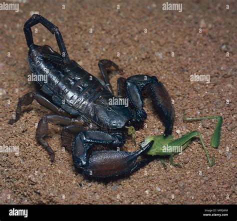 BLACK SCORPION Hadogenes troglodytes eating grasshopper prey Stock Photo - Alamy