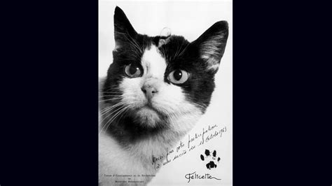 Cat in space | What happened to felicette cat | The cat was sent into space