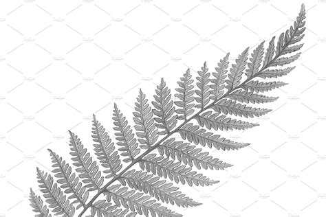 Silver Fern Pencil Illustration – MasterBundles