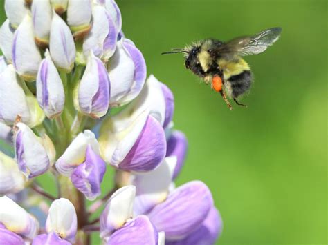 Native Northwest Pollinators – Learn About Pollinators In Northwest States