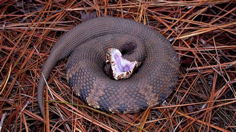 Water Moccasin, Cottonmouth: Different Names, Same Venomous Snake | HowStuffWorks