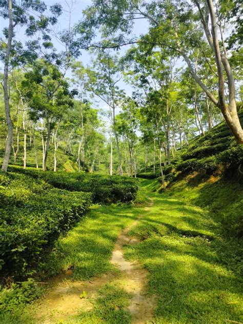 Sylhet: A Tranquil Oasis of Tea Gardens, Waterfalls, and Spiritual ...