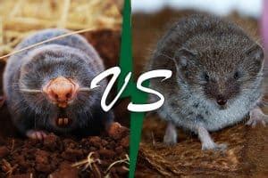 Mole Vs Shrew (11 Differences) - Wildlife Informer