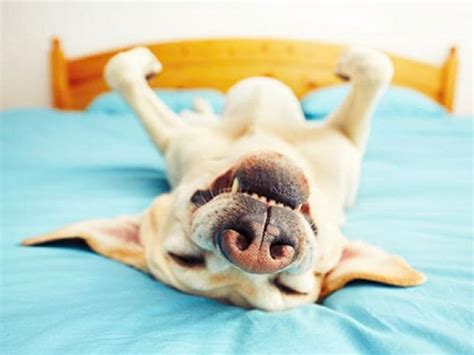 Is it Normal for Dogs to Snore? | PetMD