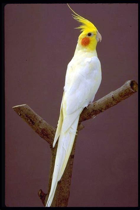 Cockatiel Colours