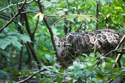 WATCH: Visitors can soon see rare clouded leopard cubs at National Zoo | WTOP