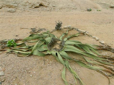 Welwitschia mirabilis (Welwitschia)