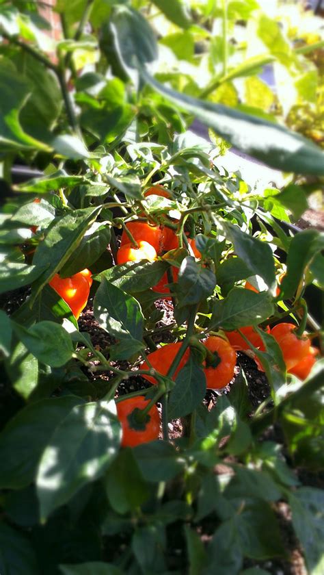 Growing Orange and Black Habaneros in Florida - A Photo Timeline