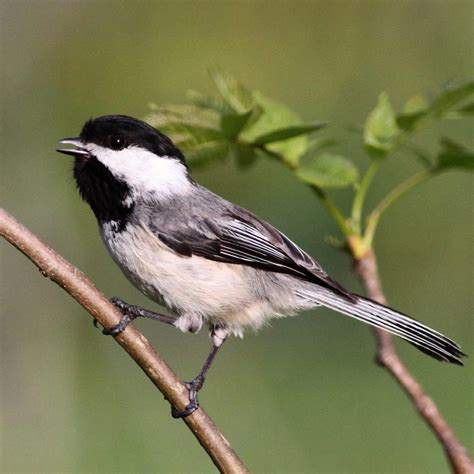 Free Preview: Joy of Birdwatching | Bird Academy • The Cornell Lab