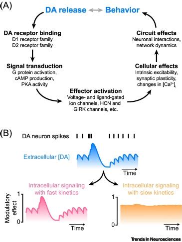 Unraveling the dynamics of dopamine release and its actions on target cells: Trends in Neurosciences