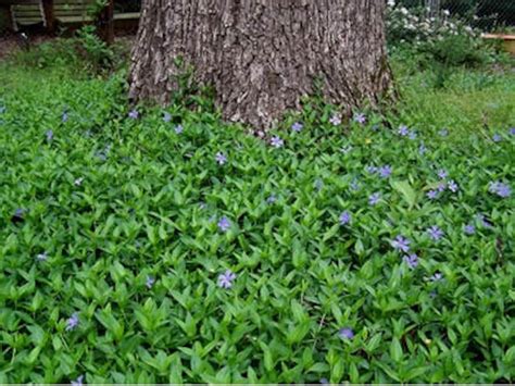 Periwinkle Evergreen Vinca Minor Ground Cover Live Plant 100 - Etsy