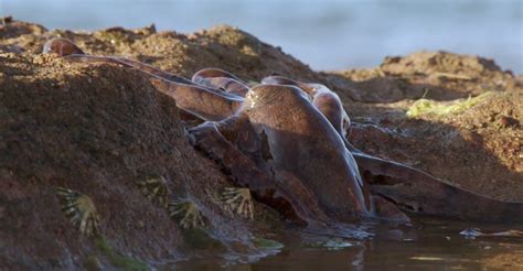 Extraordinary Octopus Walks On Land To Find Food