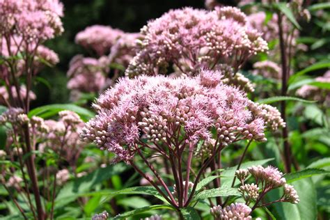 Eupatorium maculatum (Atropurpureum Group) – Ballyrobert Gardens