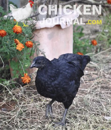 Kadaknath Chicken: Egg, Meat, Color, FAQs, and Pictures