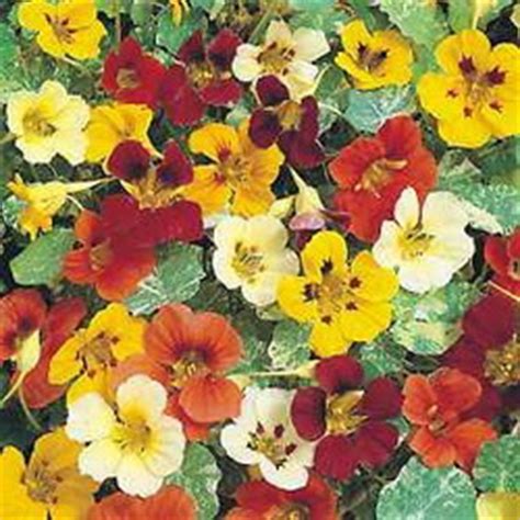 Edible Nasturtium - Nasturtium Flowers