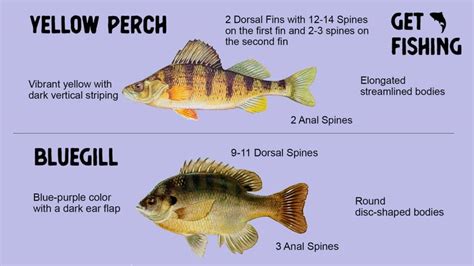 Perch vs Bluegill – What Is The Difference – Get Fishing