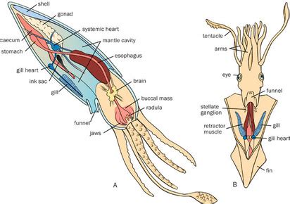 Class Cephalopoda - Phyla of Animalia