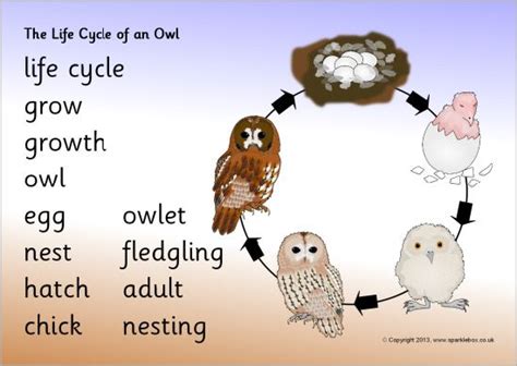 Life cycle of an owl word mat (SB9496) - SparkleBox Bird Life Cycle, Penguin Life Cycle, Free ...