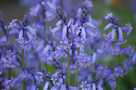 Bluebells Free Photo Download | FreeImages