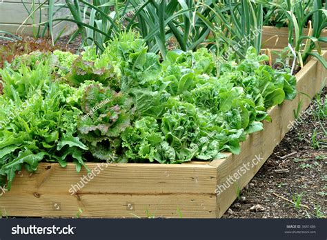 Container Garden - A Beautiful Lettuce And Onion Garden Growing In A Wooden Container. Stock ...