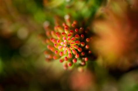 Macro Photo of a Spiral-Forming Plant | Copyright-free photo (by M. Vorel) | LibreShot