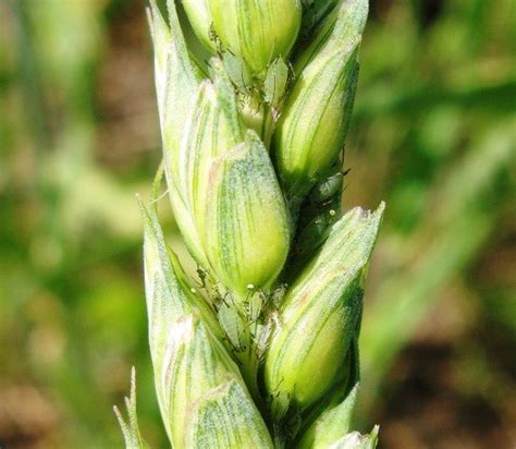 Aphids on wheat grains (left) and on leaves (right). | Download Scientific Diagram