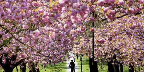 Best Cherry Blossom Festivals - Biggests Cherry Blossom Celebrations ...