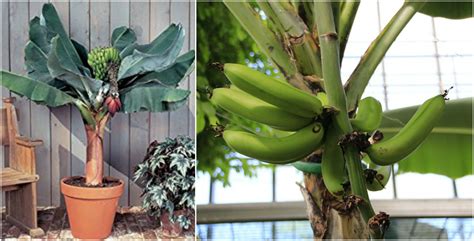 Banana Plant Indoor With A Dwarf Banana Tree - The Plant Guide