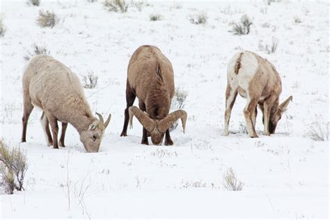 Wildlife Of the Wild West – Red Around the World