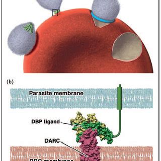 The role of Duffy antigen receptor for chemokines in Plasmodium vivax ...