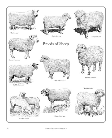 Sheep Chart: A Visual Reference of Charts | Chart Master