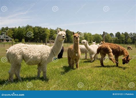 Alpaca Farm stock photo. Image of farm, camelidae, camelid - 815122