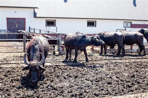 Premium Photo | Buffaloes in a dairy farm. the dairy farm is specialized in buffalo milk cheese ...