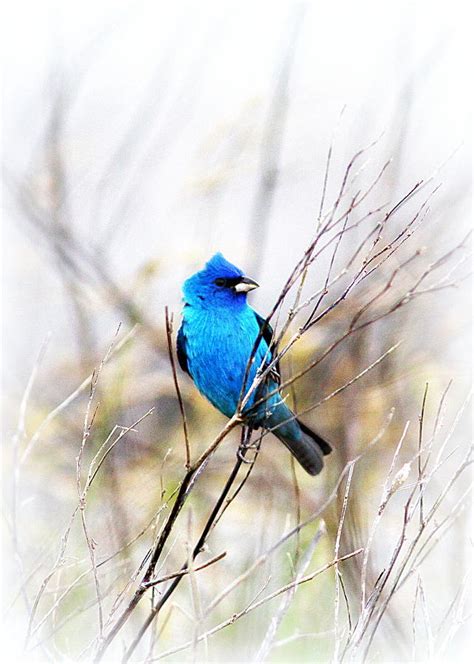 Migration - Indigo Bunting Photograph by Travis Truelove - Fine Art America