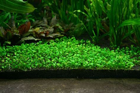 Marsilea Hirsuta Care Guide - Carpet, Floating, Propagation - The Aquarium Guide