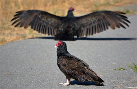 The amazing role turkey vultures play in our ecosystem