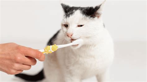 Brushing Your Cat’s Teeth | False River Veterinary Clinic