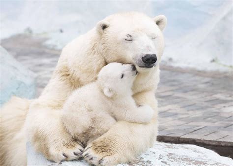 Polar Bears and 50 Other Species Threatened by Climate Change | Stacker