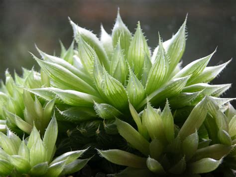 Haworthia cooperi (Cooper's Haworthia) - World of Succulents